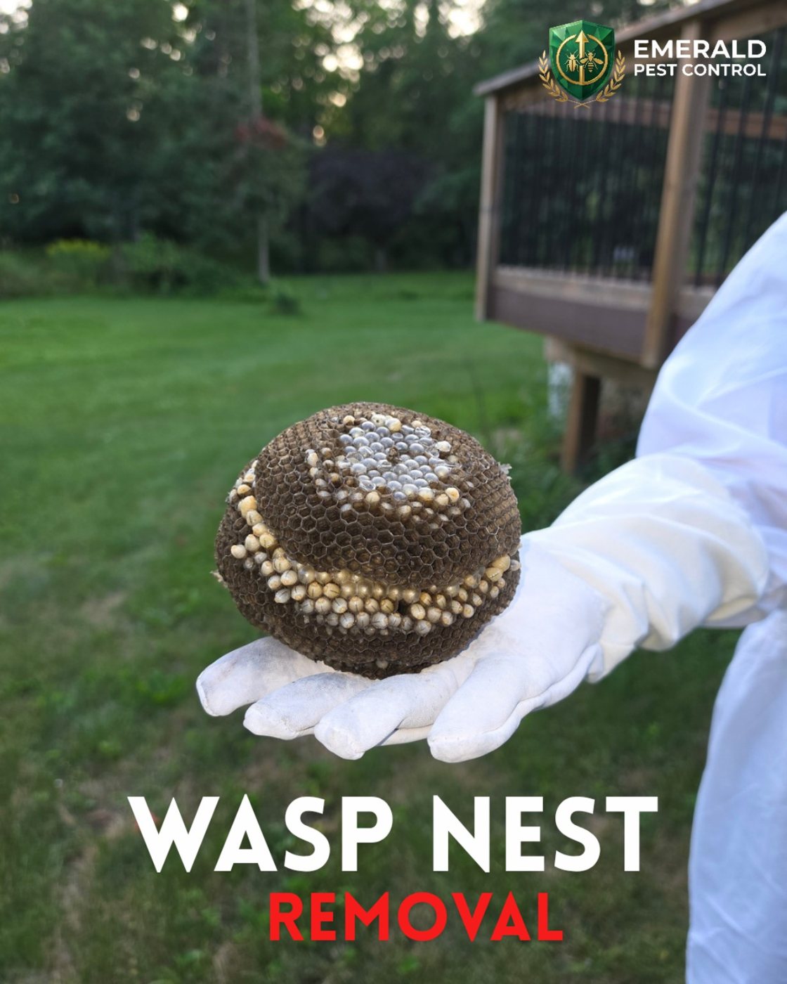 Emerald Pest Control technician holding a wasp nest removed from an Eastern Ontario property
